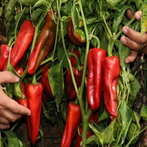 Doğal Adana Karaisalı Biber Fidesi(5 Adet) - 7