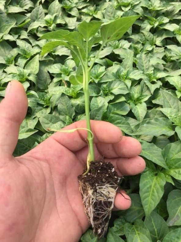 Meksika Extreme Acı Jalapone Biber Fidesi (5 Adet) - 5