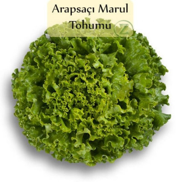 Lezzetli Arapsaçı Kıvırcık Marul Tohumu (1 gram)