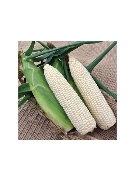 Yerli Ata Tohumu Beyaz Mısır 25 Gr ürün görseli 1