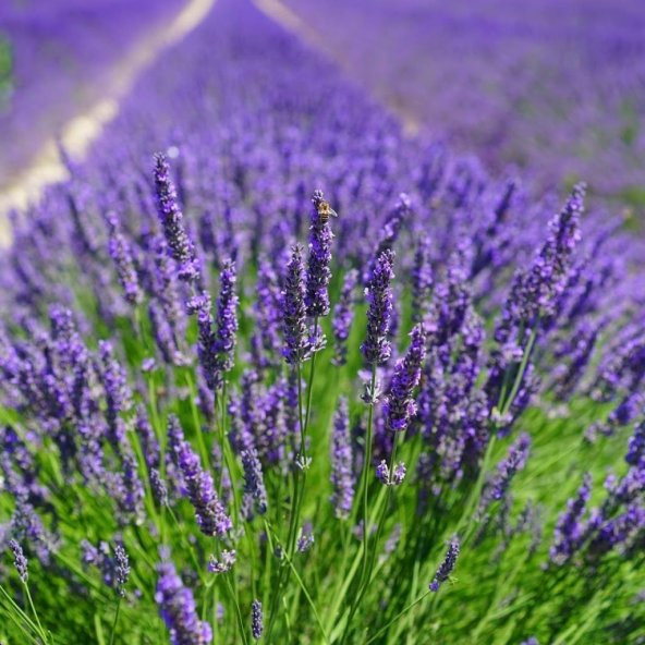 Tüplü Yoğun Kokulu Aromatik Lavanta Fidanı (10-20 cm)