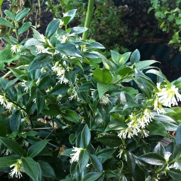 Tüplü Kışın Çiçek Açan Nadir Parfüm Kutusu Sarcococca Fidanı - 3