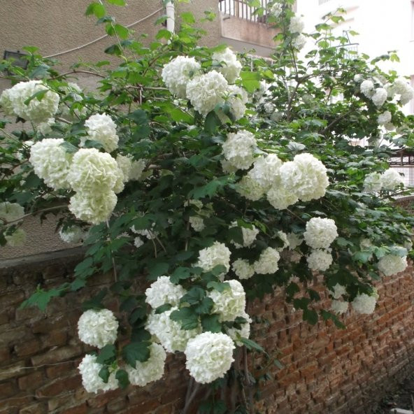 Tüplü Kartopu Çiçeği (Viburnum Lucidum) Fidanı (80-120 Cm) - 2
