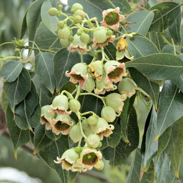 Tüplü Brachychiton Populneum Japon Kavağı Ağacı Fidanı