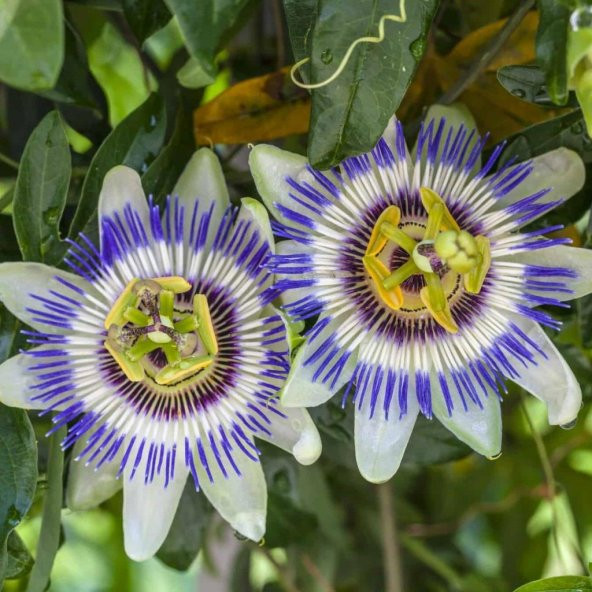 Tüplü Nadir Mavi Çiçek Açan Edulis Passiflora Çarkıfelek Fidanı