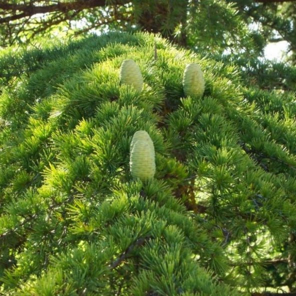 Tüplü Katran Ağacı Toros Sediri (Cedrus Libani) Fidanı (15-20 cm)