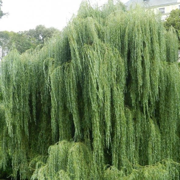 Tüplü Salkım Söğüt Ağacı (Salix Babylonica) Fidanı - 4