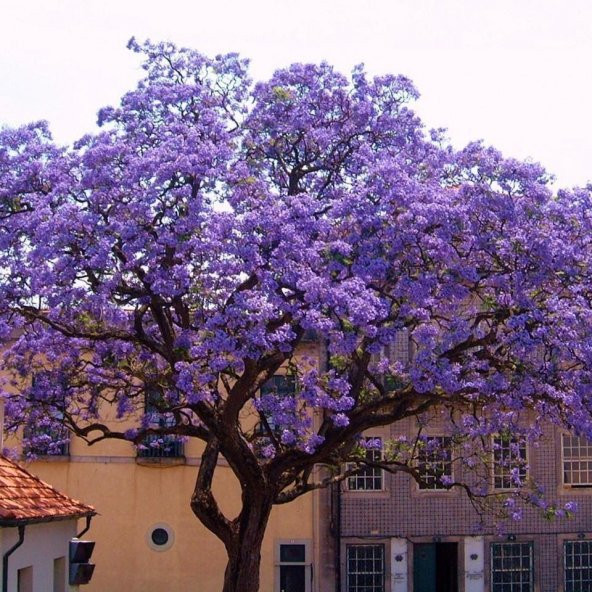 Tüplü Yoğun Kokulu Paulownia Tomentosa Fidanı (30-60 cm)