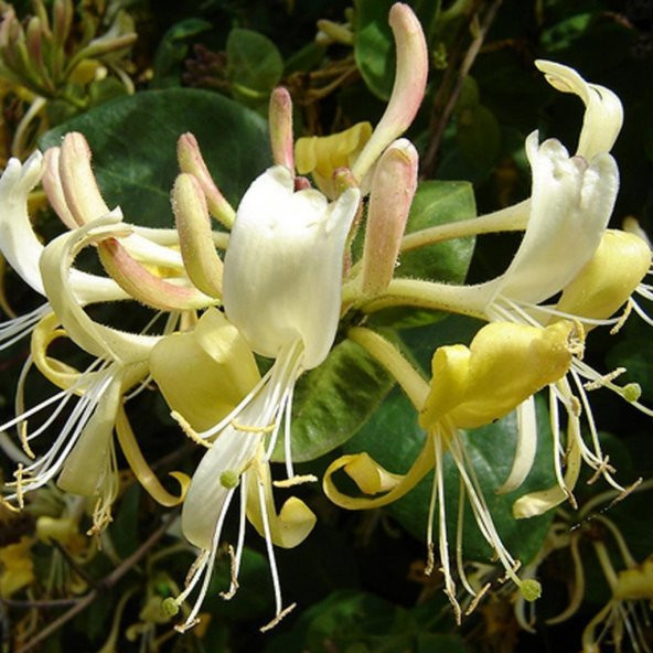 Tüplü Kokulu Lonicera Caprifolium Hanım Eli Fidanı - 3