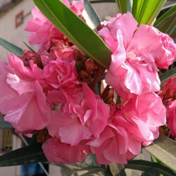 Tüplü Katmerli Pembe Çiçekli Zakkum Fidanı - 4