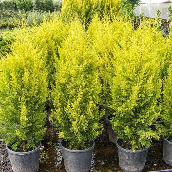 Tüplü Limoni Servi Fidanı (Mini Boy 10-30 cm)