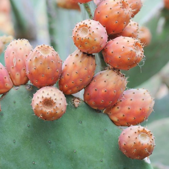 Tüplü Dikenli Pabuç İncir Fidanı Çok Loblu 15 litrelik Saksı - 6