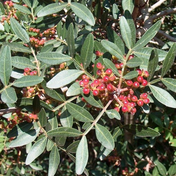 Tüplü Bıttım Ağacı Fidanı - 5