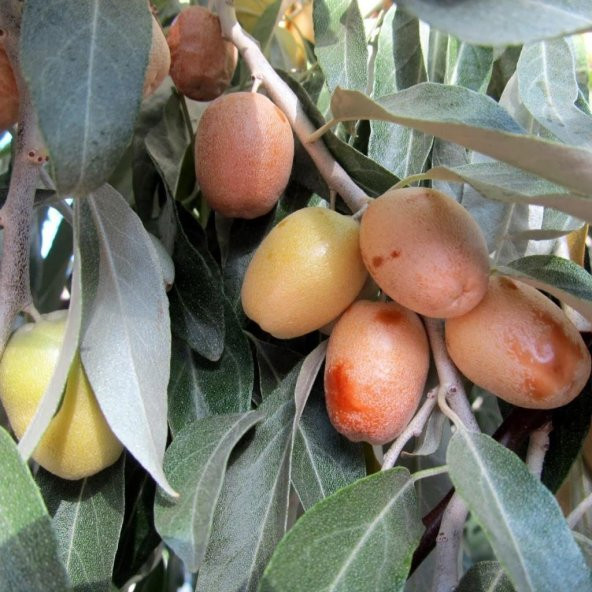 Tüplü Anadolu İğde Elaeagnus angustifolia (Rus Zeytini)‏ Fidanı - 5