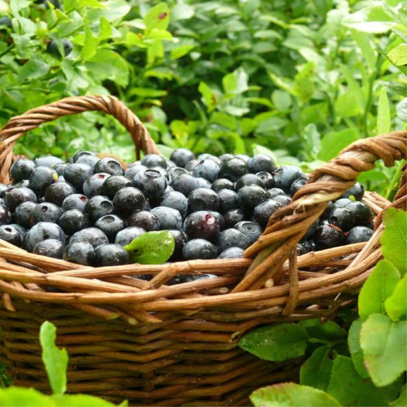 Tüplü Doğal Likapa (Bilberry) Fidanı