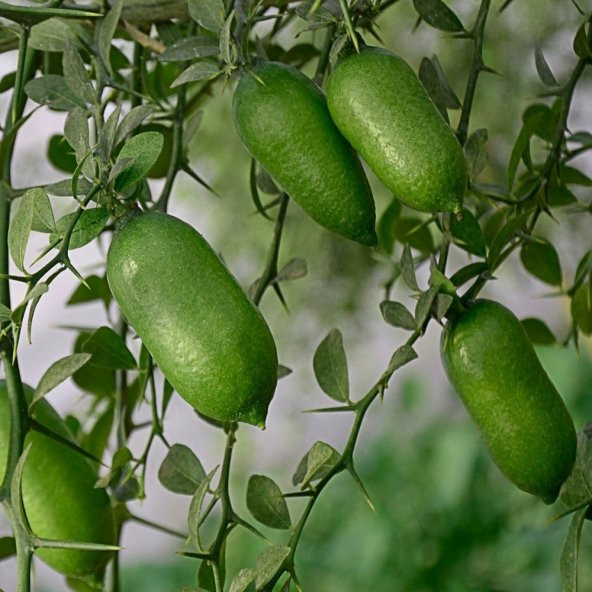 Tüplü Meyve Verme Durmunda Finger Lime Parmak Limon Fidanı