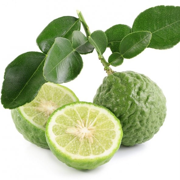 Tüplü Aşılı Nadir Aromatik Kaffir Lime Limon Fidanı