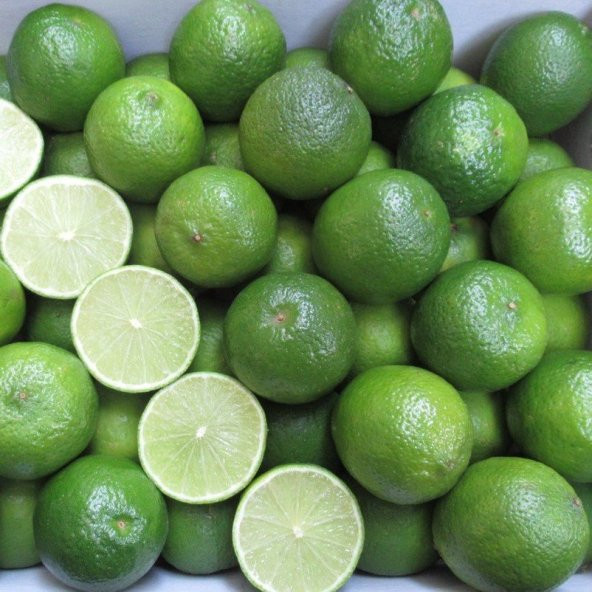 Tüplü Aşılı Nadir Meksika Lime Çekirdeksiz Limon Fidanı - Resim 4