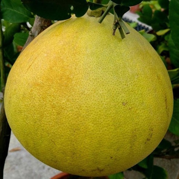 Tüplü Aşılı Ağaç Kavunu Şadok Pomelo Fidanı