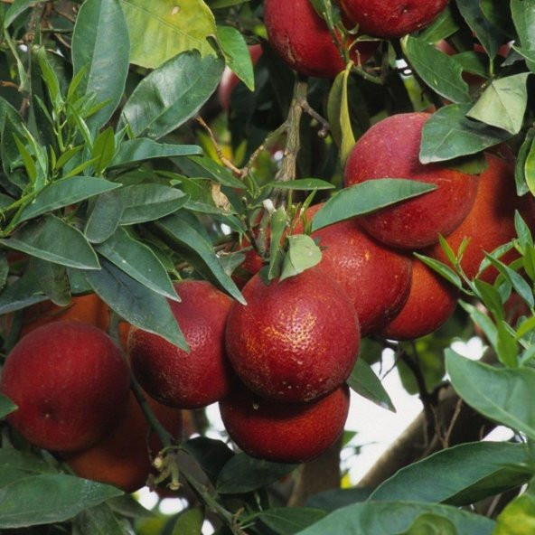 Tüplü Aşılı Blood Orange İçi Dışı Kırmızı Portakal Fidanı