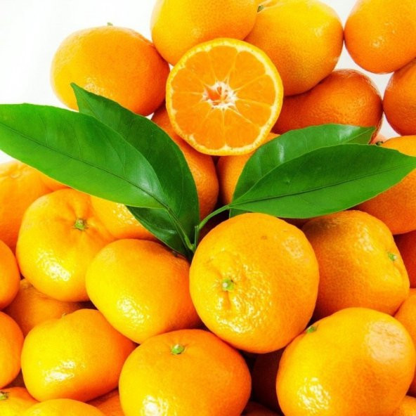 Tüplü Aşılı Yuvarlak Okitsu Mandalina Fidanı - Resim 2