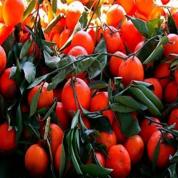 Tüplü Aşılı Raf Ömürlü  King Mandalinası Fidanı - Resim 3