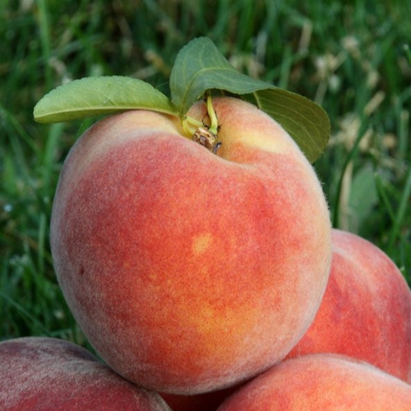 Tüplü Aşılı Tam Bodur Sulu Haziran Fc Şeftali Fidanı - 3