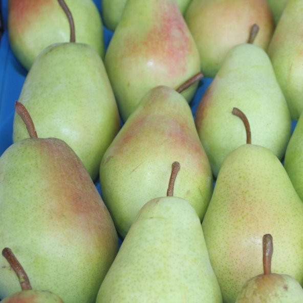 Tüplü Aşılı Tam Bodur Verimli Santa Maria Armut Fidanı - Resim 2