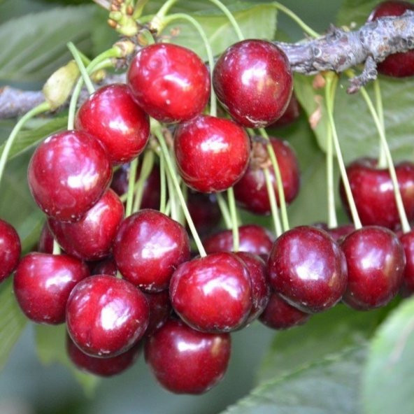 Tüplü Aşılı Yarı Bodur Tatlı Lambert Kiraz Fidanı - Resim 2