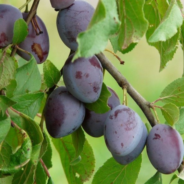 Tüplü Aşılı Yarıbodur Sofralık Kurutmalık Stanley Erik Fidanı - Resim 2
