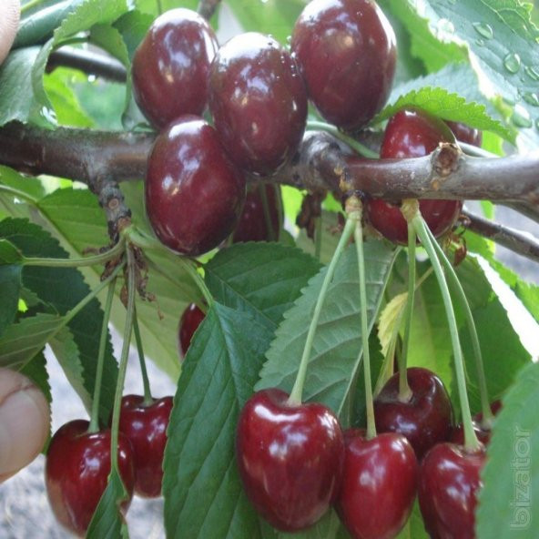 Tüplü Aşılı Yarı Bodur Geç Çiçek Açan Octavia Kiraz Fidanı