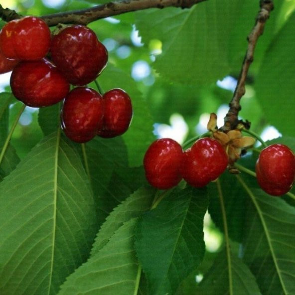 Tüplü Aşılı Yarı Bodur Erkenci Lorry  Kiraz Fidanı - Resim 2