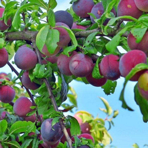 Tüplü Aşılı Yarıbodur Erkenci Red Beauty Japon Erik Fidanı - Resim 2