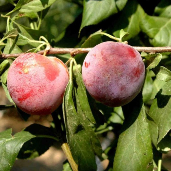 Tüplü Aşılı Yarıbodur Verimli Santa Rosa Japon Erik Fidanı - Resim 3