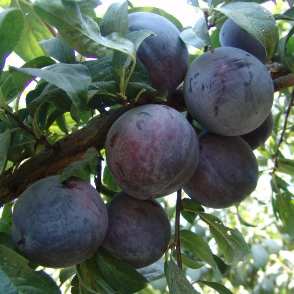 Tüplü Aşılı Yarıbodur Black Beauty Japon Erik Fidanı ürün görseli