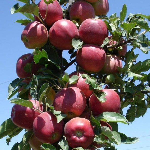 Tüplü Aşılı Yarıbodur Güzlük Galaxy Gala Elma Fidanı - Resim 4