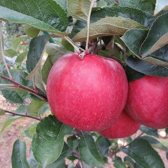 Tüplü Aşılı Yarıbodur Fuji Zhen Aztec (Aztek) Elma Fidanı