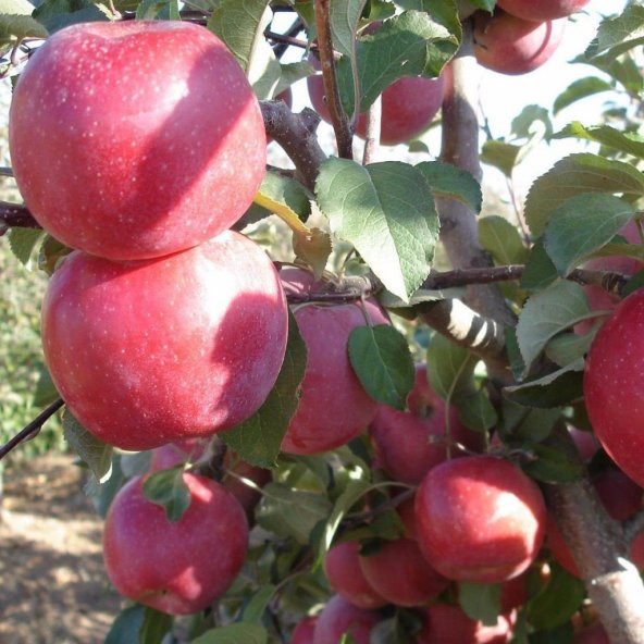 Tüplü Aşılı Yarıbodur Fuji Zhen Aztec (Aztek) Elma Fidanı - 2