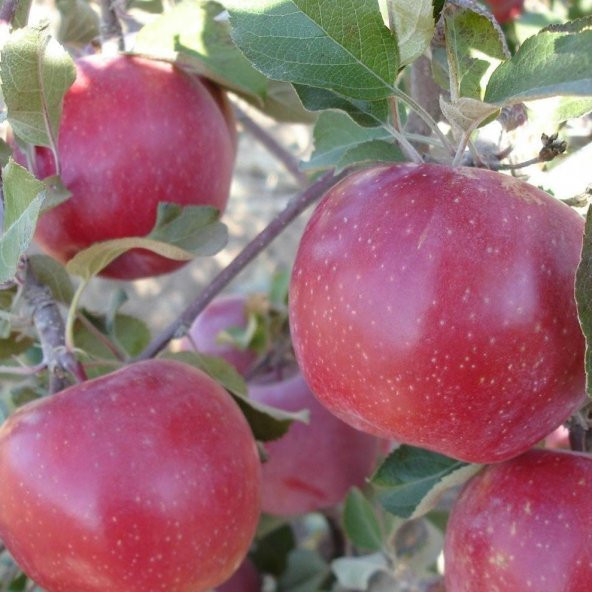Tüplü Aşılı Yarıbodur Bol Sulu Fuji Kiku Elma Fidanı - Resim 3
