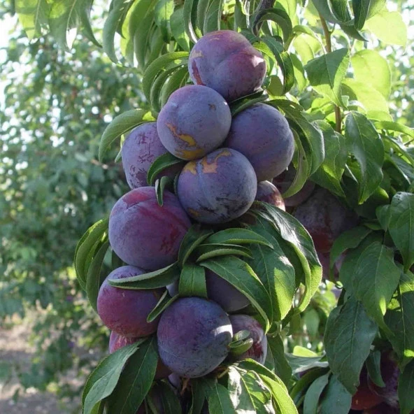 Tüplü Aşılı Yarıbodur Friar İri Meyveli Japon Erik Fidanı - Resim 6