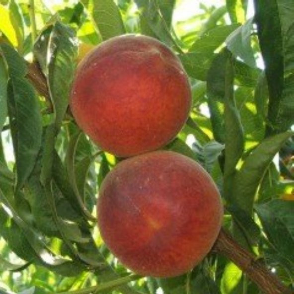 Tüplü Aşılı Yarı Bodur Elegant Lady Şeftali Fidanı ürün görseli 1