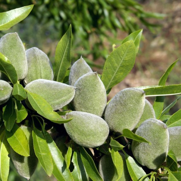 Tüplü Aşılı Yarıbodur Verimli Amerikan Teksas Badem Fidanı - Resim 4