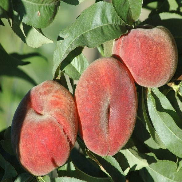 Tüplü Aşılı Yassı Paraguay Şeftali Fidanı - 6