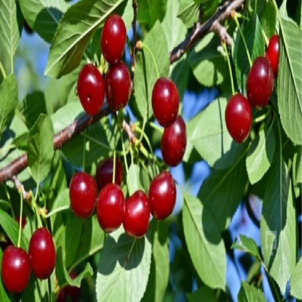 Tüplü Aşılı Yarı Bodur Yöresel Kütahya Vişne Fidanı - Resim 3
