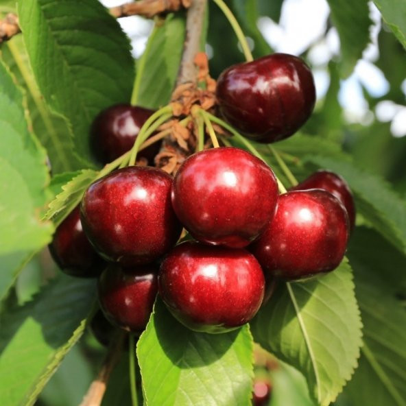 Tüplü Aşılı Parlak Kırmızı Star Giant Kiraz Fidanı - Resim 4