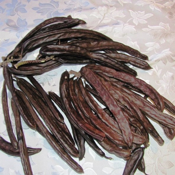 Tüplü Keçi Boynuzu (Harnup) Fidanı (80-120 cm)