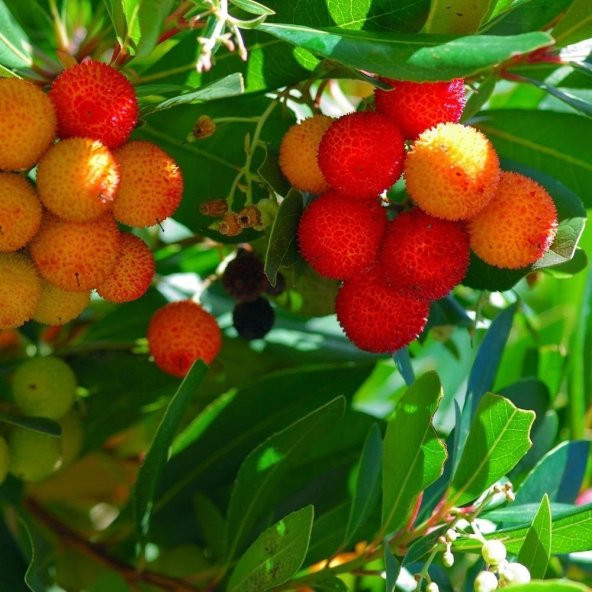 Tüplü Meyve Verme Yaşında Kocayemiş (Dağ Çileği) Fidanı-Sınırlı Sayıda