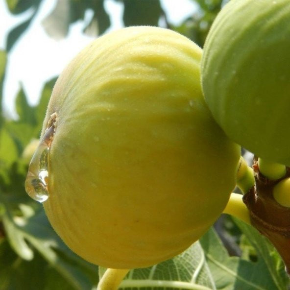 Tüplü Yöresel Akdeniz Sinap İncir Fidanı - Resim 4