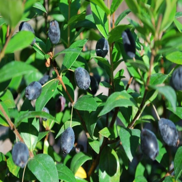 Tüplü Siyah Şifa Kaynağı Murt Fidanı(Meyve Verme Yaşında) - 5