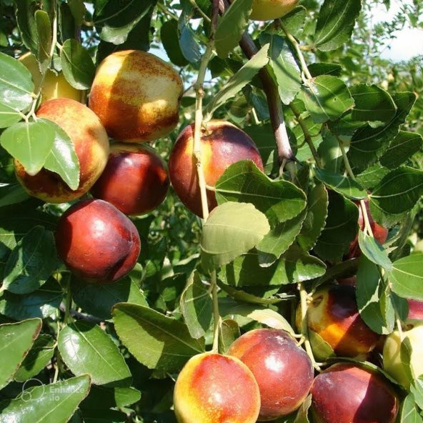 Tüplü İri Meyveli Verimli Salkım Hünnap Fidanı - Resim 5